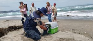 Pingüino es rescatado en El Tabo tras ser visto caminando por la playa