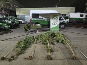 Carabineros detuvo a una persona adulta e incautó plantas de cannabis en procedimiento en Puente Alto