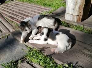 Abandono de animales en Chile: qué dice la ley y qué sanciones arriesgan los responsables