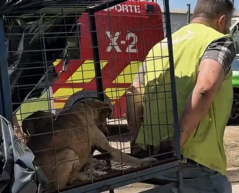 Explosión de camión en Ruta 5 Norte: veterinaria municipal de Renca atendió a cuatro perros afectados por el incendio