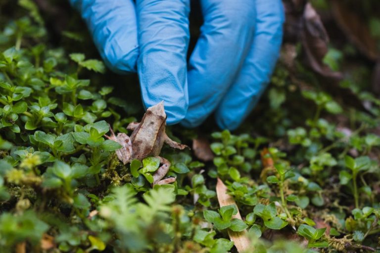 Registran a la Ranita de Darwin por primera vez en 30 años en la Reserva Mocho Choshuenco