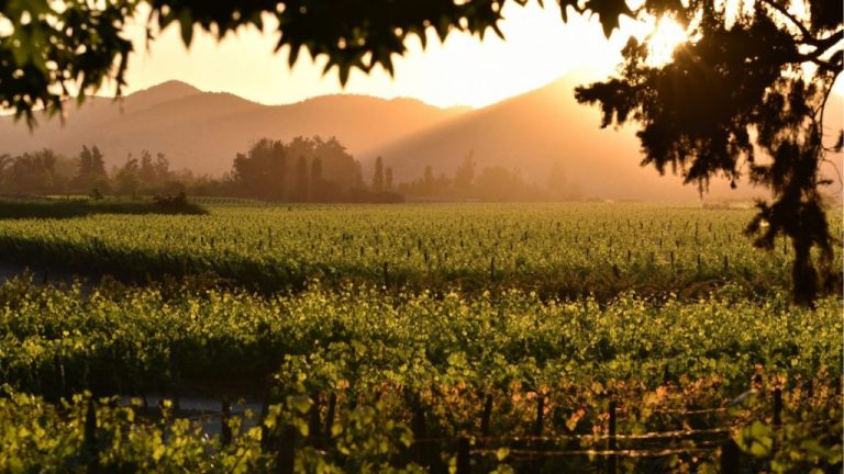 Viña Concha y Toro invita a vivir exclusiva Experiencia Vendimia 2026 en su histórico viñedo de Pirque