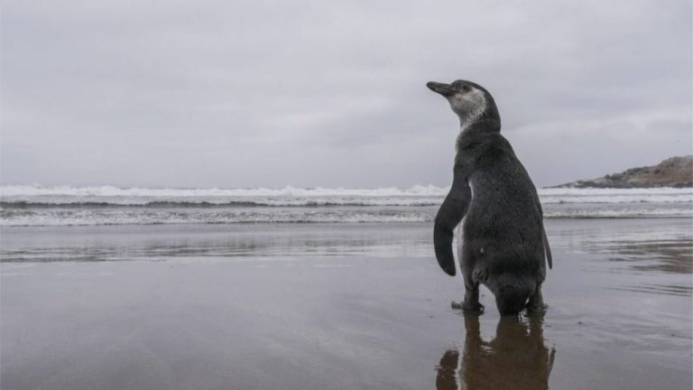 Gobierno retira más de 40 decretos ambientales: medida genera debate por posible impacto en la protección ecológica