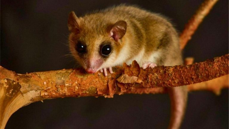 Detectan al monito del monte en el Parque Nacional Queulat en medio de estudio científico