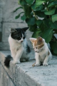 Día Mundial del Gato Rescatado: este 2 de marzo se promueve la adopción responsable y el cuidado felino