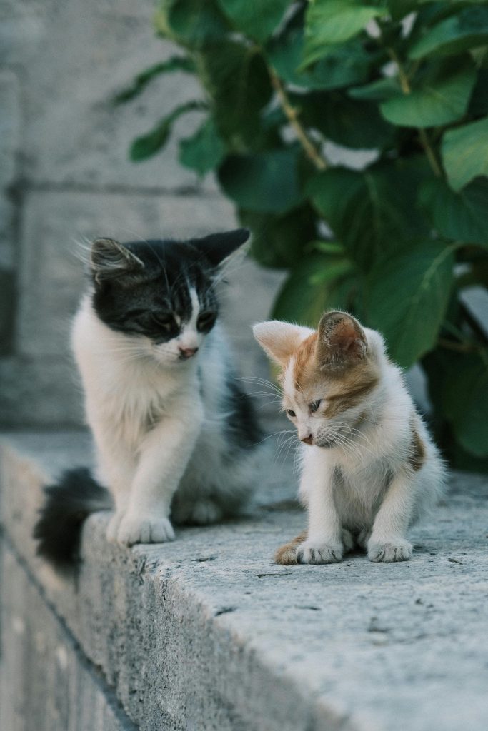 Día Mundial del Gato Rescatado: este 2 de marzo se promueve la adopción responsable y el cuidado felino Día Mundial del Gato Rescatado: este 2 de marzo se promueve la adopción responsable y el cuidado felino