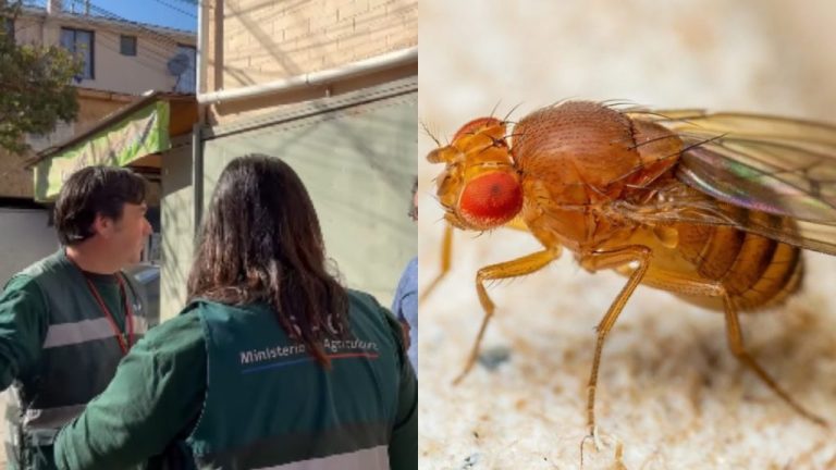 SAG despliega operativo en Puente Alto para frenar plaga de la mosca de la fruta en Bajos de Mena