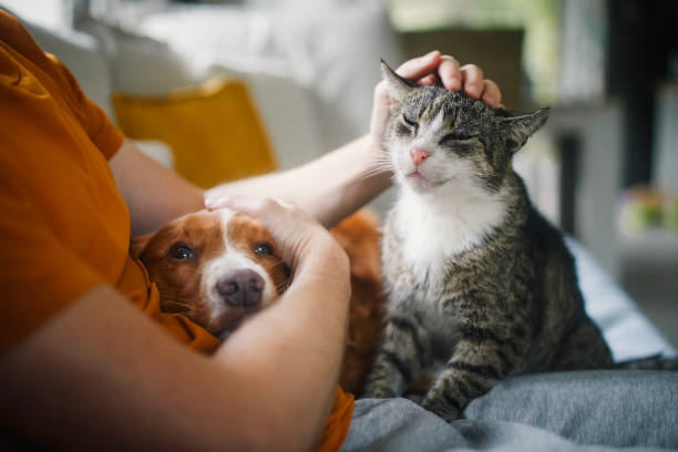 Esterilización canina y felina en Puente Alto: cómo inscribirse