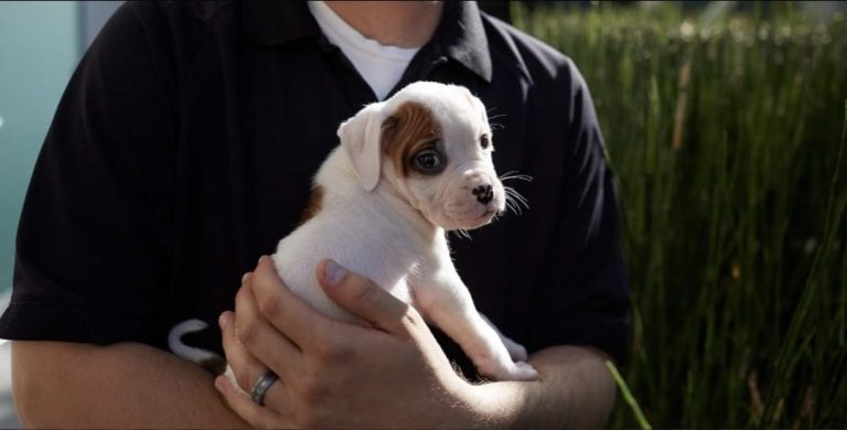 Construyamos más hogares, menos abandono: Puente Alto realizará jornada de adopción de mascotas