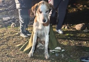 Bomberos de Puente Alto rescatan perro