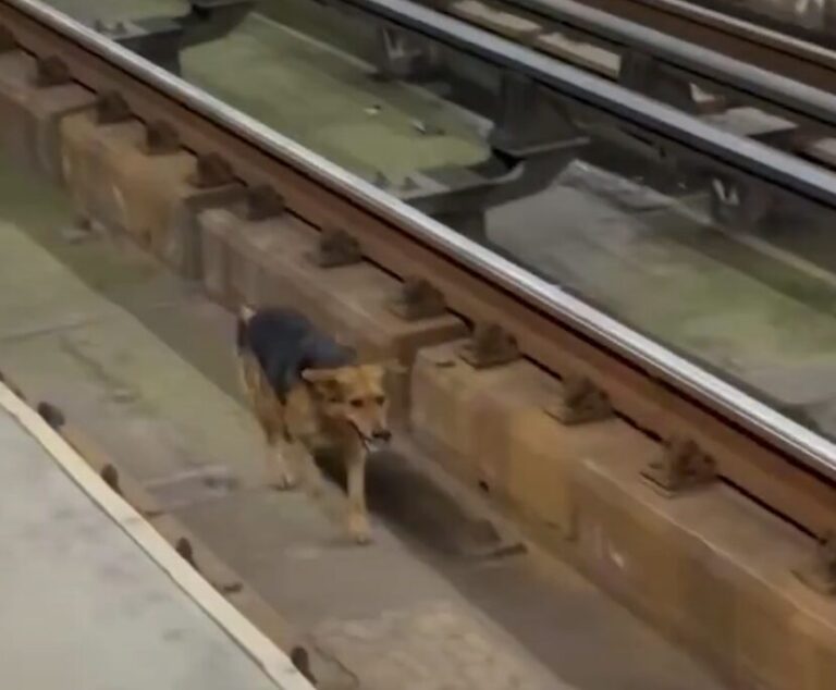 Rescate de perro en Línea 4 del Metro provoca retrasos y moviliza a pasajeros en Puente Alto