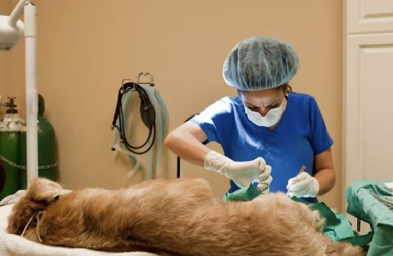 Operativo de esterilización en Puente Alto: revisa las fechas de inscripción para agosto