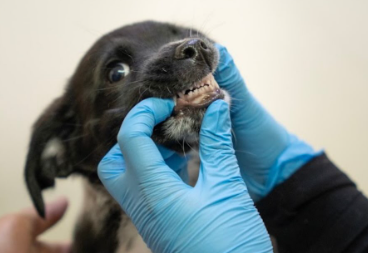 Municipalidad de Puente Alto comparte seguimiento realizado a animales rescatados durante temporal