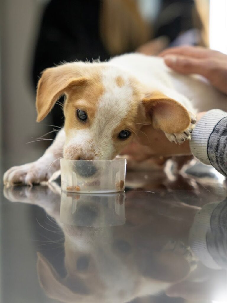 Puente Alto impulsa la 3ª Jornada de Adopción en el Pueblito de Las Vizcachas Adopción en publito las vizcachas