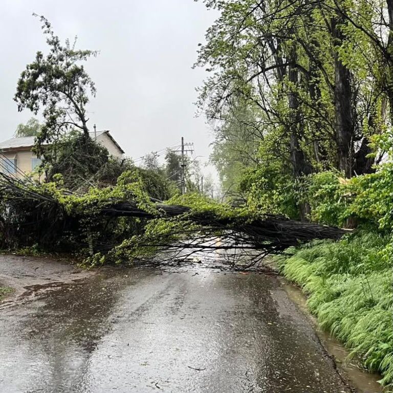 Corte de luz en Pirque: caída de árbol afecta a más de 2.000 clientes